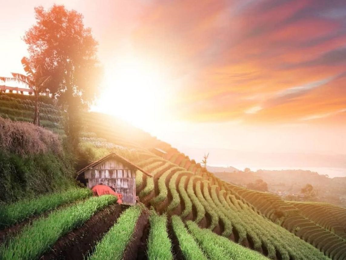Yuk, Intip Pesona Terasering Panyaweyan Majalengka: Negeri di Atas Awan yang Bikin Ketagihan!