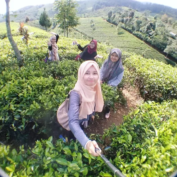 Menikmati Kesegaran Perkebunan Teh Cipasung Lemahsugih: Kebun Teh Hijau Eksotis di Selatan Majalengka!